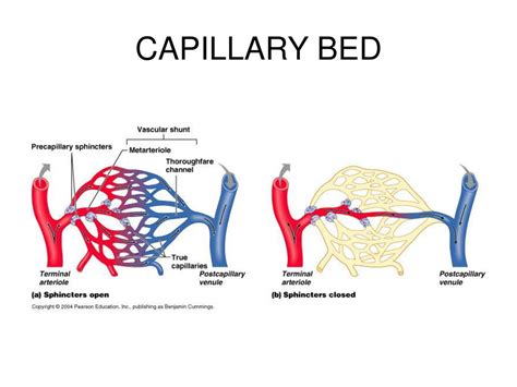 PPT - THE CARDIOVASCULAR SYSTEM: BLOOD VESSELS PowerPoint Presentation ...