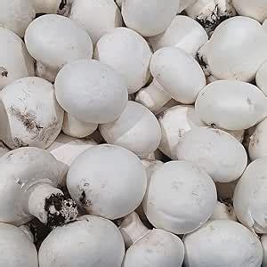 DK ENTERPRISE : White Button Mushroom Seed Growing, First Generation ...