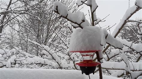 What is a Heated Hummingbird Feeder? – Hummers Heated Delight