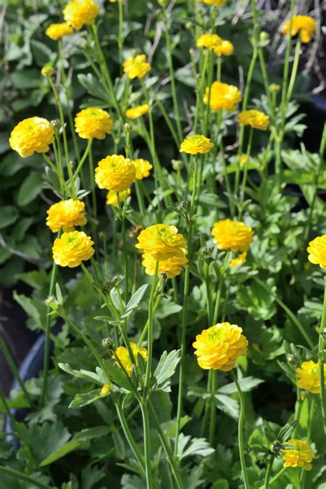 Ranunculus acris 'Flore Pleno' – Hills Perennials