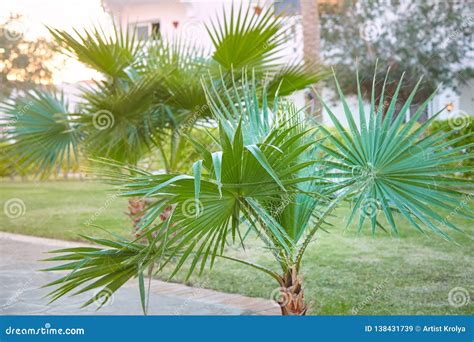 Washingtonia Filifera Palm Tree Growing Outdoors Royalty-Free Stock Photo | CartoonDealer.com ...