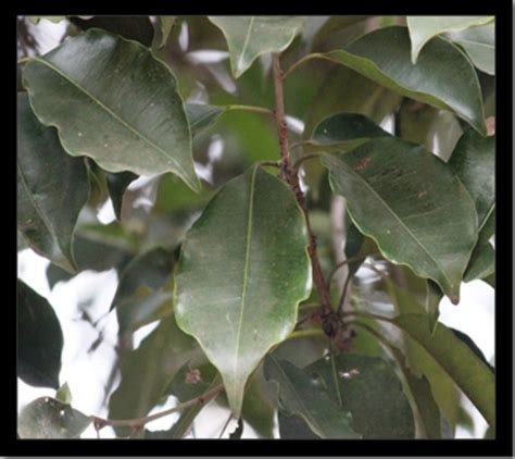CSIR-NEERI Biodiversity Portal
