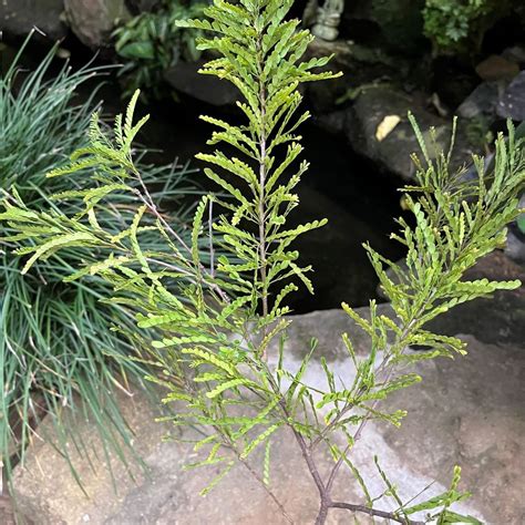 Senna polyphylla – Yellow Flowering Shrub for Warm Gardens