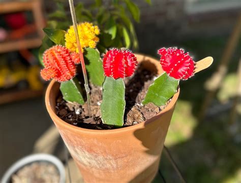 Image result for Springtime Poem