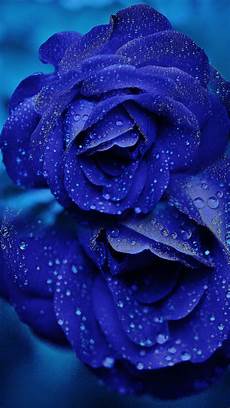 Home Screen Blue Roses Wallpaper by Ultra Hd Blue Wallpaper Collection For All Your Home Screen Blue Roses Wallpaper