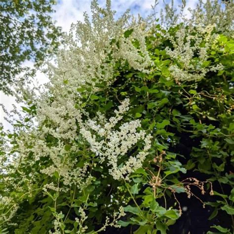 Silver Lace Vine Care: Tips On Growing The Polygonum Aubertii