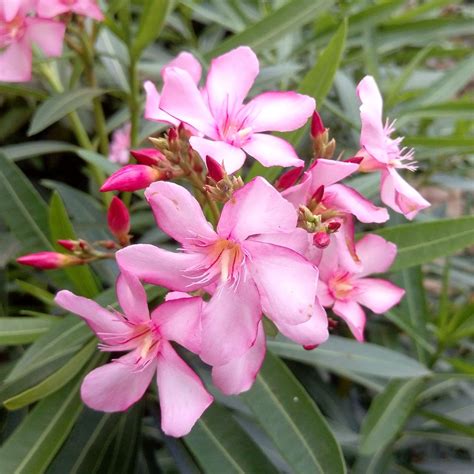 ONLINE PLANT BAZAR PINK OLEANDER/KANER/KOROBI FLOWER LIVE PLANT ...