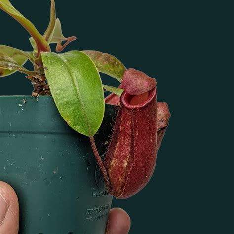 Nepenthes Lady Luck - Rare Pitcher Plant | Buy Online from Soiled