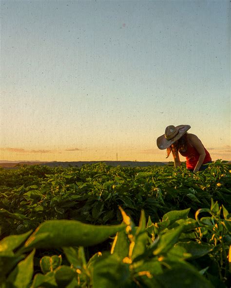 Young Guns Hatch Chile (@younggunshatchchile) • Instagram photos and videos