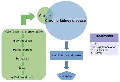 Uremic Toxins Affect Erythropoiesis during the Course of Chronic Kidney ...