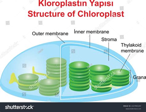 Structure Chloroplast Education Illustrator Stock Vector (Royalty Free ...