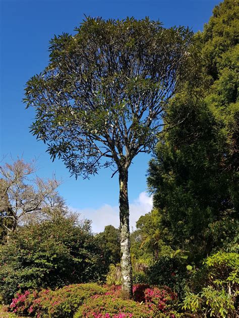 Browse P | Pukeiti