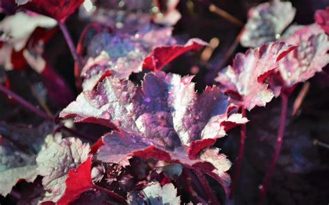 Plum Pudding Coral Bells - Next Generation Landscape Nursery