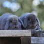 Image result for Sleeping Mini Lop Bunny