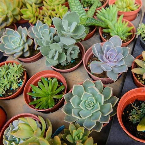 Buy Small Plants Name online from Nurserylive at lowest price.