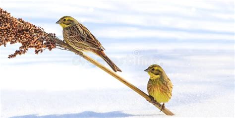 鸟在苛刻的多雪的冬天生存 库存照片. 图片 包括有 背包, 艺术, 环境, 羽毛, 双翼飞机, 食物, 旗布 - 103070384