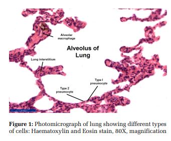 Ultrastructure of the Alveolar Cell Complex of Human Lung and its ...
