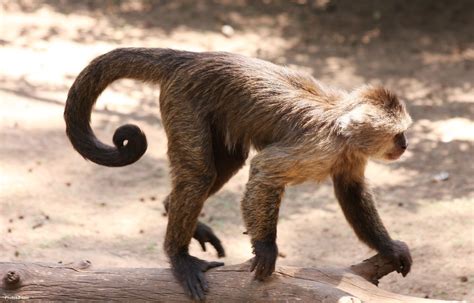 Why Do Some Monkeys Not Have Tails at Yi Voss blog