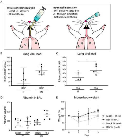 Pathogenesis of Respiratory Syncytial Virus Infection in BALB/c Mice ...