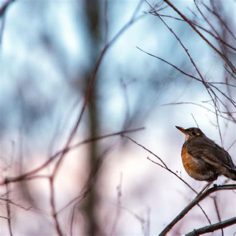 An In-depth Look at Hardy's The Darkling Thrush - Poems Please