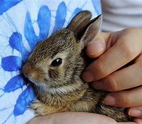 Image result for Rabbit Babies Newborn