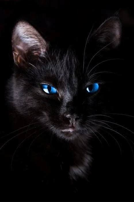 梦见黑猫_周公解梦梦到黑猫是什么意思_做梦梦见黑猫好不好_周公解梦官网