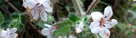 E-Flora Kerala | Flowering plants of Kerala