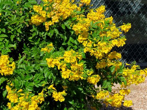 35 Shrubs with Yellow Flowers (Pictures and Identification)