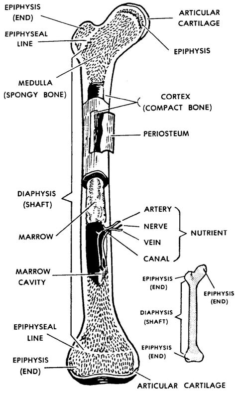 Biology Corner Long Bone at Lori Chambers blog