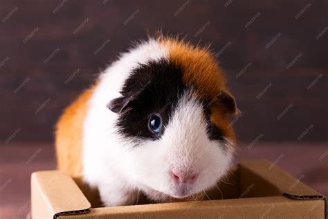 Teddy Guinea Pig