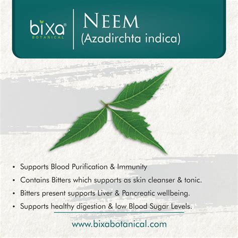 Neem Leaves Powder Azadirchta indica – Bixa Botanical India