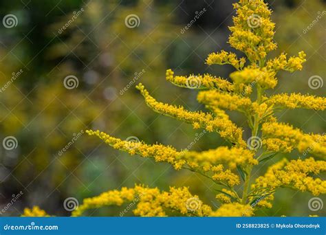 Blooming Goldenrod, Solidago Flower Stock Image - Image of biology ...