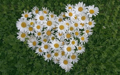 Daisys Free Photo Download | FreeImages