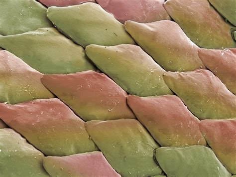 Image result for Skinning Python