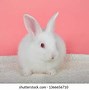 Image result for Albino Bunny Next to Person