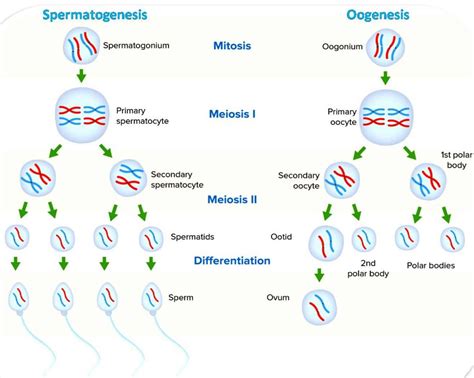 Gametogenesis Spermatogenesis Oogenesis Teaching