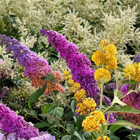Colorful Butterfly Bush Collection | Plant Addicts