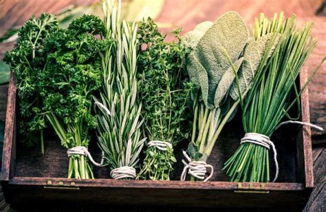 Herb Medicine 的图像结果