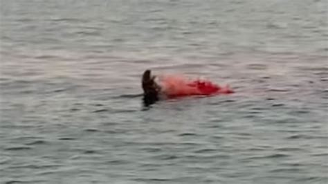Scariest Shark Attack Ever
