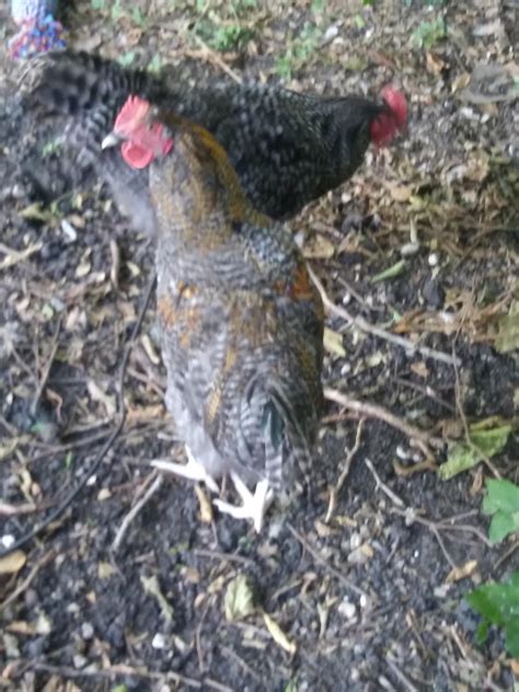 Woke up at 5am today getting ready for work and my hen started crowing ...