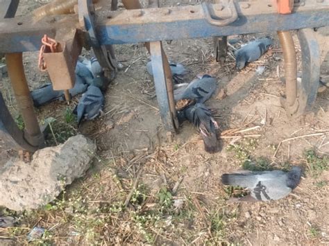 More than 10 pigeons have died in Vadodara's Kia village due to ...