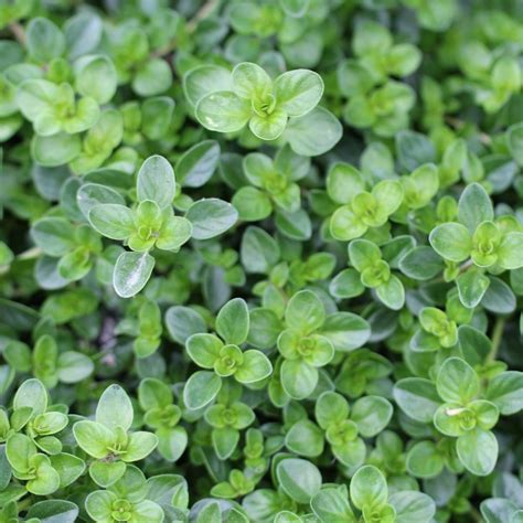 Thyme- Wild Seeds | The Seed Collection