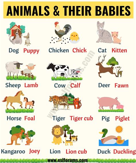 Baby Animals: List of Popular Animals and Their Babies! - ESL Forums