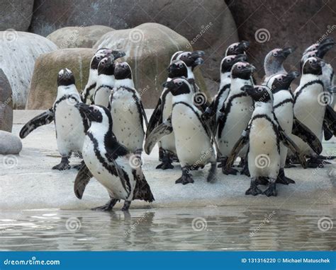A Flock of Penguins before Feeding Stock Photo - Image of nature ...