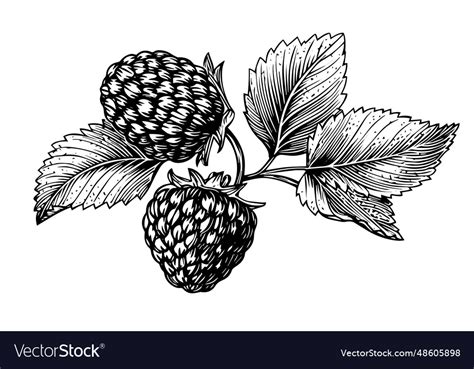 Image result for Raspberry Branch Line Drawing