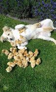 Image result for Adorable Fluffy Baby Bunnies