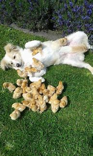 Image result for Fluffy Baby Animals