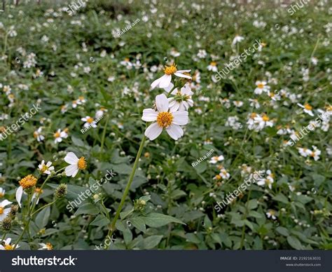 Beggar Ticks Spanish Needle Flowers That Stock Photo 2192163031 ...