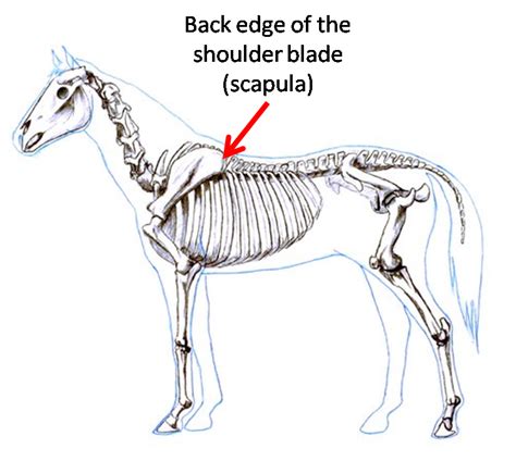 ANATOMY : SCAPULA OF HORSE
