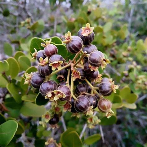 Bico Doce Fruit Live Plant (Algrizea macrochlamys) – veliyathgardens